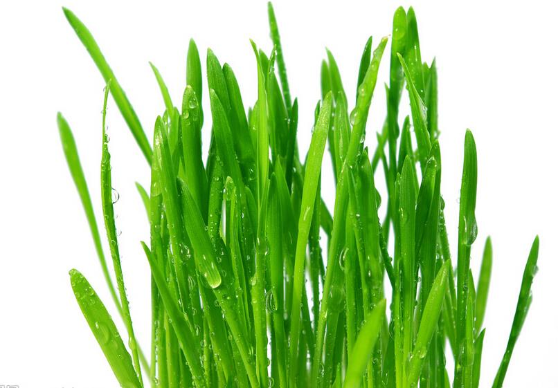 organic wheatgrass powder